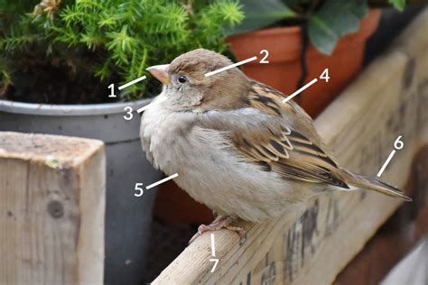 House Sparrow Identification Diagrams