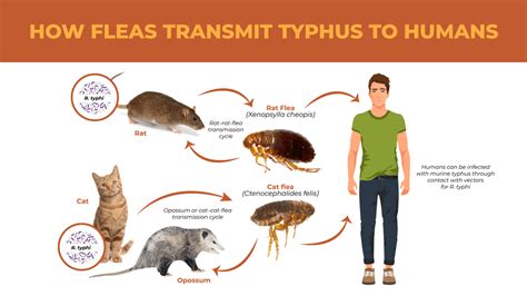 How To Get Rid of Fleas and Prevent Typhus Disease - Lloyd Pest Control | Residential and ...