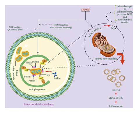 Oxidative stress and mitophagy in damaged mitochondria. The number of... | Download Scientific ...