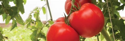 Rootstock Tomato Seeds - Organic Varieties | Johnny's Selected Seeds