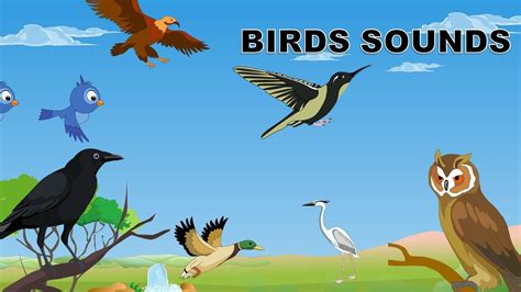 Sounds of birds | Birds sounds in the morning for babies | Kindergarten ...