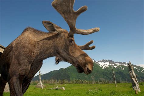 Alaska Wildlife - Denali National Park | Alaska Animals | Alaska's "Big Five"