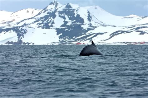 Seeing Whales That Live in Antarctica: A Dream Come True!