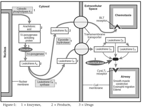 The clinical utility of montelukast in paediatric respiratory diseases