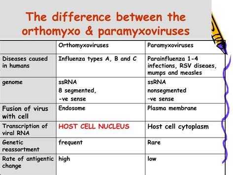 Paramyxovirus