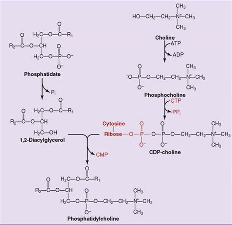 Phosphatidylcholine Synthesis