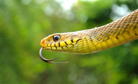 flick of fear.. portrait of indian rat snake | "Indian Rat S… | Flickr