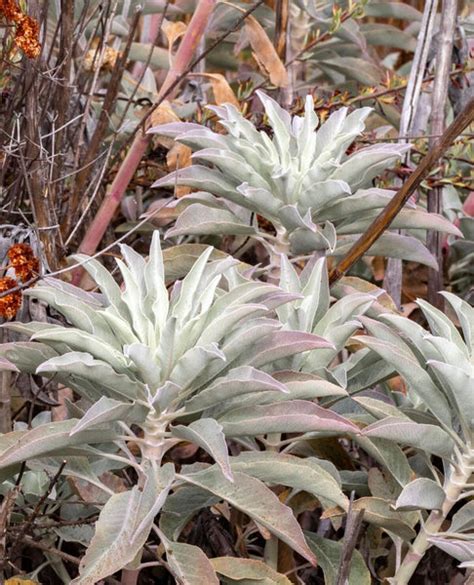 White Sage