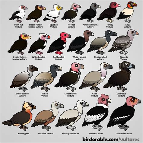 Vultures - RAPTOR TAXON ADVISORY GROUP