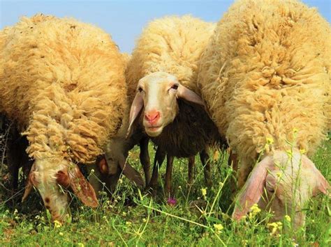 5 Best Sheep for Milk Production (with Pictures) | Pet Keen