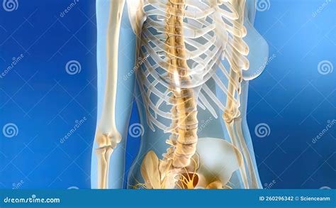 Sacral Nerve Stimulation, Also Known As Sacral Neuromodulation Stock Illustration - Illustration ...