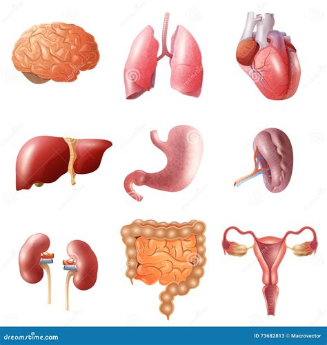 Set Of 9 Human Organs In Cartoon Style: Brain, Kidneys, Liver, Lungs, Heart, Stomach, Intestine ...