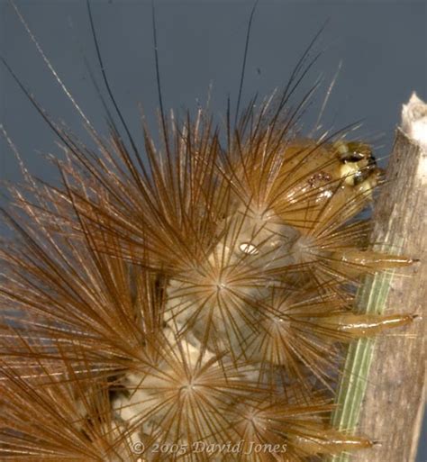 Muslin Moth caterpillar (1), 3 September 2005