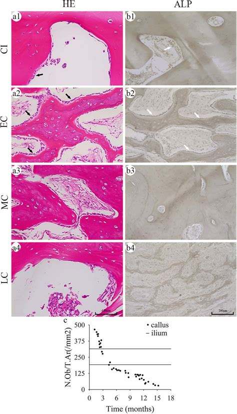 Histological evaluation of the number and activity of osteoblasts ...