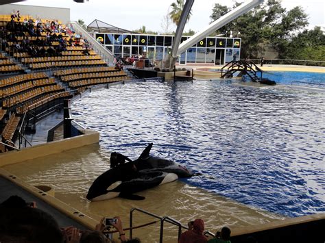 Loro Parque - Orca Ocean | Orca, Ocean, Tenerife