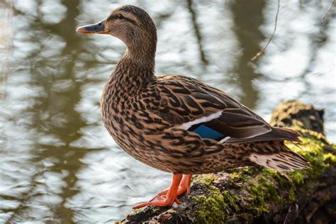 Mallard Duck - Facts, Habitat, Diet, Color, Lifespan & Pictures