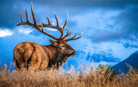 Entries are open for the second annual Wyoming Wildlife calendar photo contest – Sheridan Media