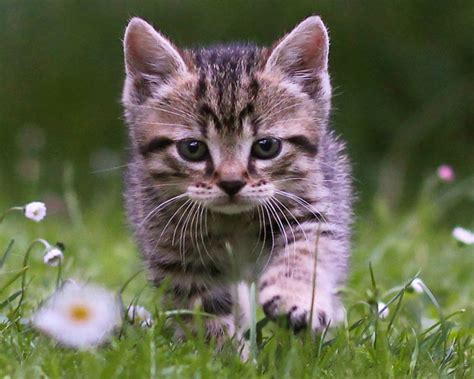 Cute Tabby Kitten Wallpaper | Free Kitten Downloads