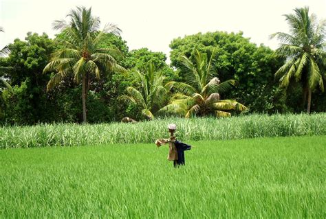 The Impact of Microfinance on Agricultural Technology Adoption among Rural Farmers in India ...