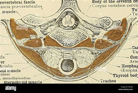 Prevertebral fascia hi-res stock photography and images - Alamy