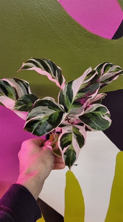 Calathea White Fusion - The Curious Plantaholic