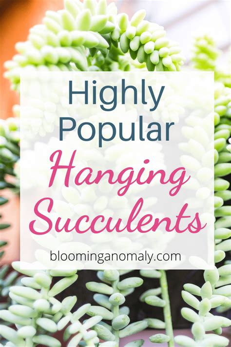 Highly Popular Hanging Succulents - Blooming Anomaly