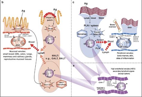 Homing of naive and antigen-experienced B cells. (a) Naive B cells ...