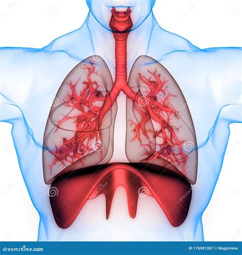 Diaphragm Lungs