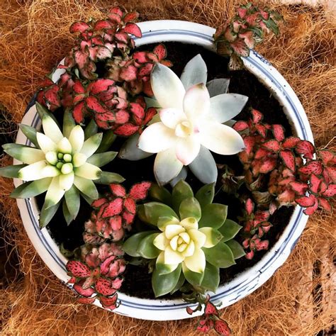 Succulent Arrangement - Toh Garden : Singapore Orchid Plant & Flower Grower