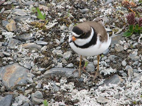 Semipalmated Plover - Charadrius semipalmatus - NatureWorks