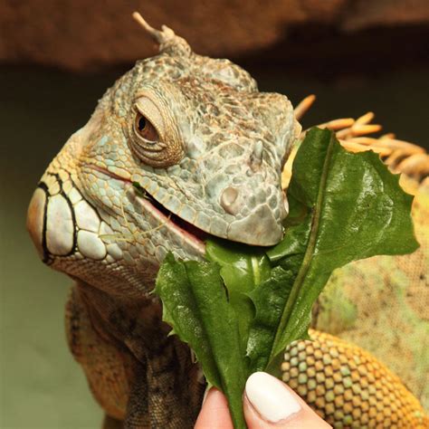 How to Feed Your Pet Reptile - Pet Greens Blog