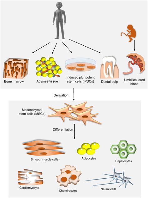 Derivation and differentiation of human mesenchymal stem cells. Human ...