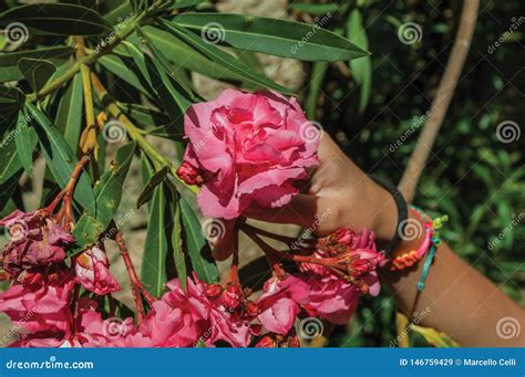 Hand from a Child Holding a Flower in a Leafy Shrub Stock Image - Image ...