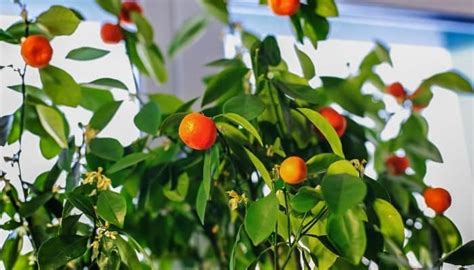 21 Best Fruit Plants for Indoor Growing