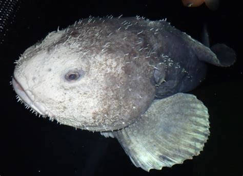 Blobfish: Fun Facts About This Unsightly Ocean Creature