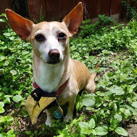 The Corgi Chihuahua Mix (AKA Chigi) Might Just Be Your Dream Dog! - Animalso