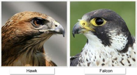 🥇 Difference Between Falcon And Hawk【 2021 】Identification