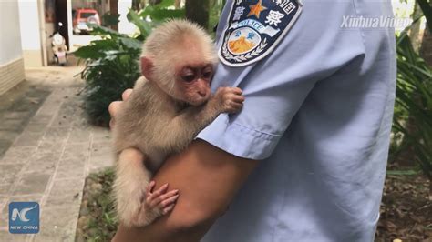 Baby Monkeys Hugging