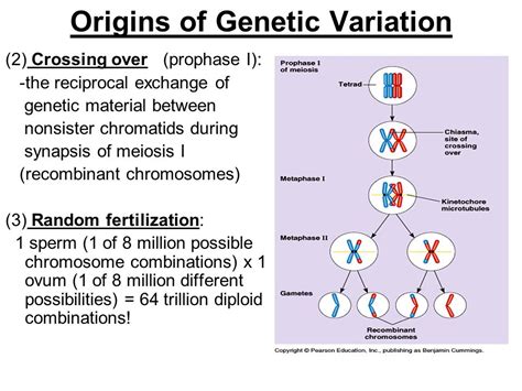 Random Fertilization Diagram