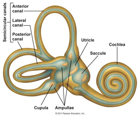 Which part of the human ear maintains equilibrium of the body?