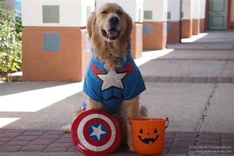 Petco Dog Halloween Costumes - Little Craft