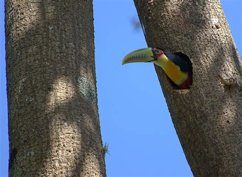 Amazing Toucan Bird - Toucans Facts, Photos, Information, Habitats, News | Most Unbelievable ...