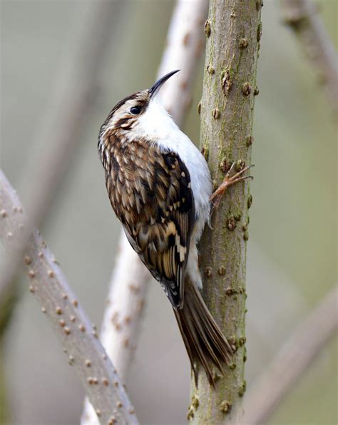 Eurasian Treecreeper by Michael Neate - BirdGuides