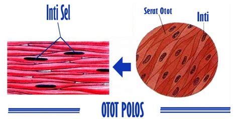 Otot Polos : Pengertian, Fungsi, Ciri, Cara Kerja, Bagian & Jenis