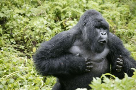 Facts about Mountain Gorillas. | Wave Expeditions Uganda