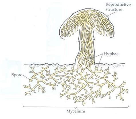 Fungi: Distribution, Morphology, Reproduction, Classification