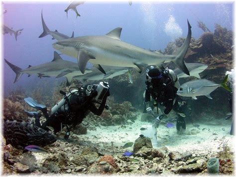 Roatan Honduras Scuba Diving! I book travel! by Land or by Sea! http://www.getawaycruiseplanner ...