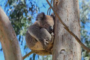 Koala Habitat Rescue - Conservation Ecology Centre - Cape Otway