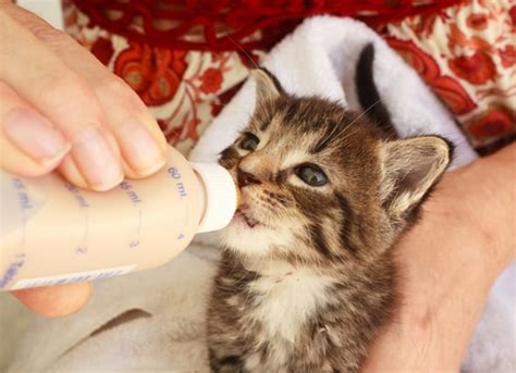 Can Kittens Drink Milk? | PetMD