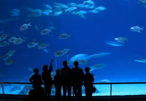 The Best Aquarium of Western Australia (AQWA) Tours & Tickets 2021 - Perth | Viator